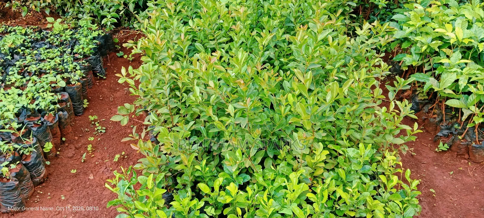 All Tree/Fruit Seedlings. Available