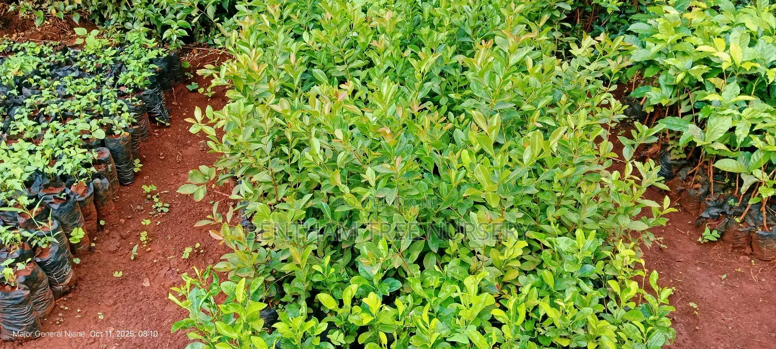 All Tree/Fruit Seedlings. Available