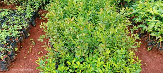 All Tree/Fruit Seedlings. Available - thumbnail 12