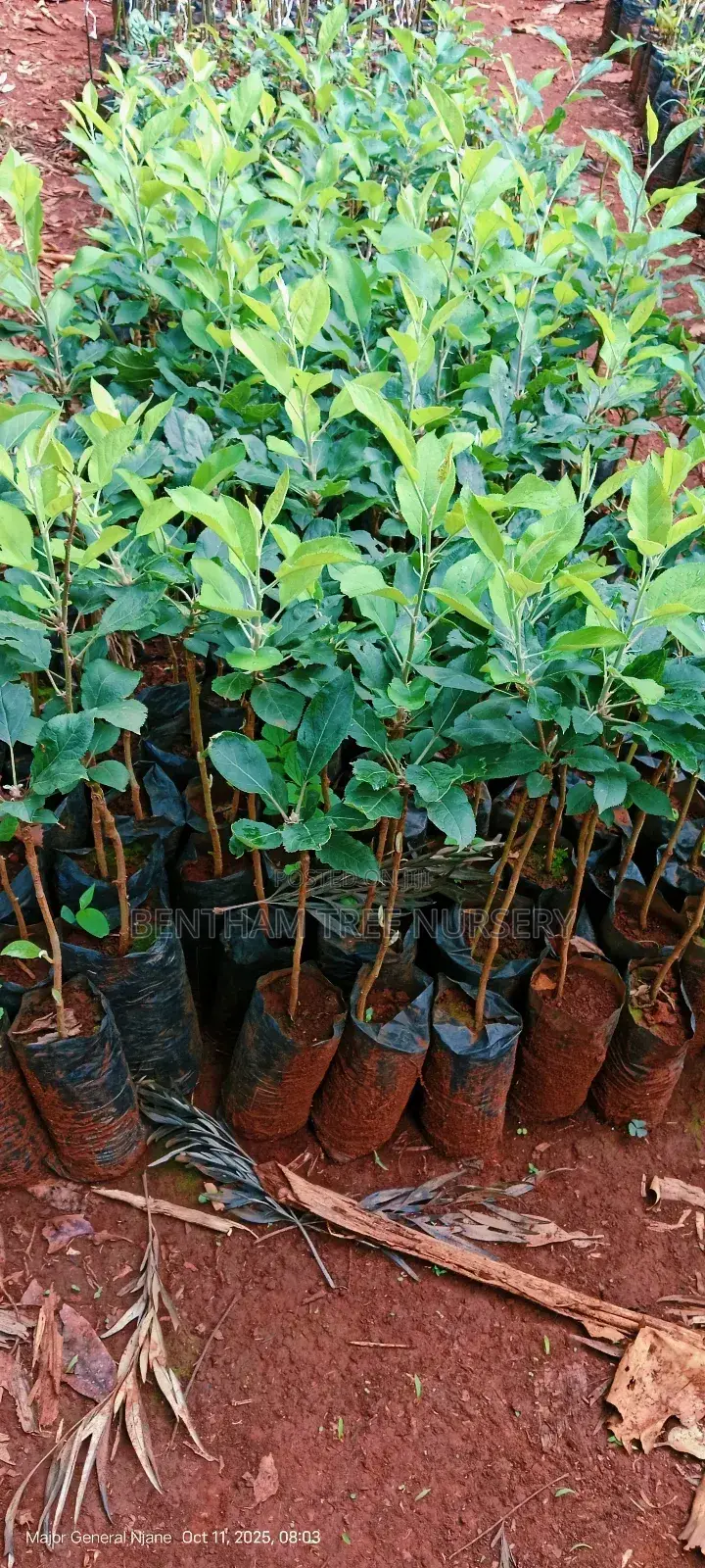 All Tree/Fruit Seedlings. Available