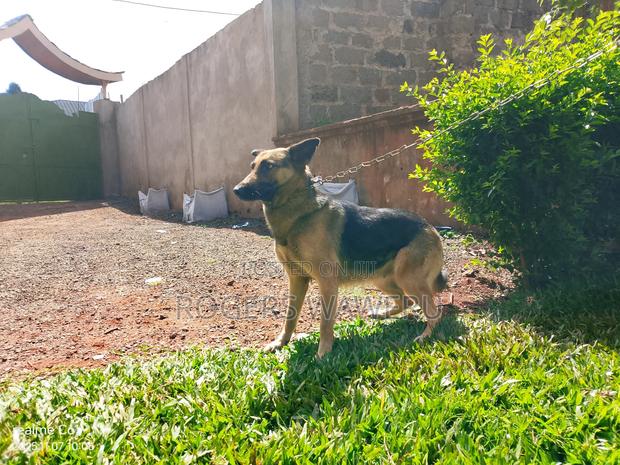 6-12 months Female Purebred German Shepherd - thumbnail 2