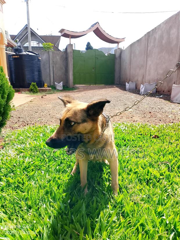 6-12 months Female Purebred German Shepherd - thumbnail 4