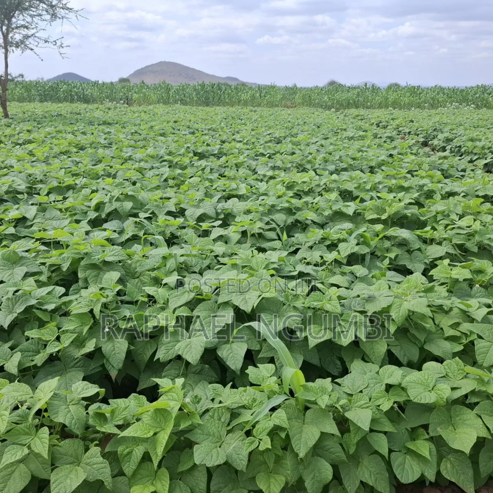 40 Acres at Kiboko - Emali Mombasa Road