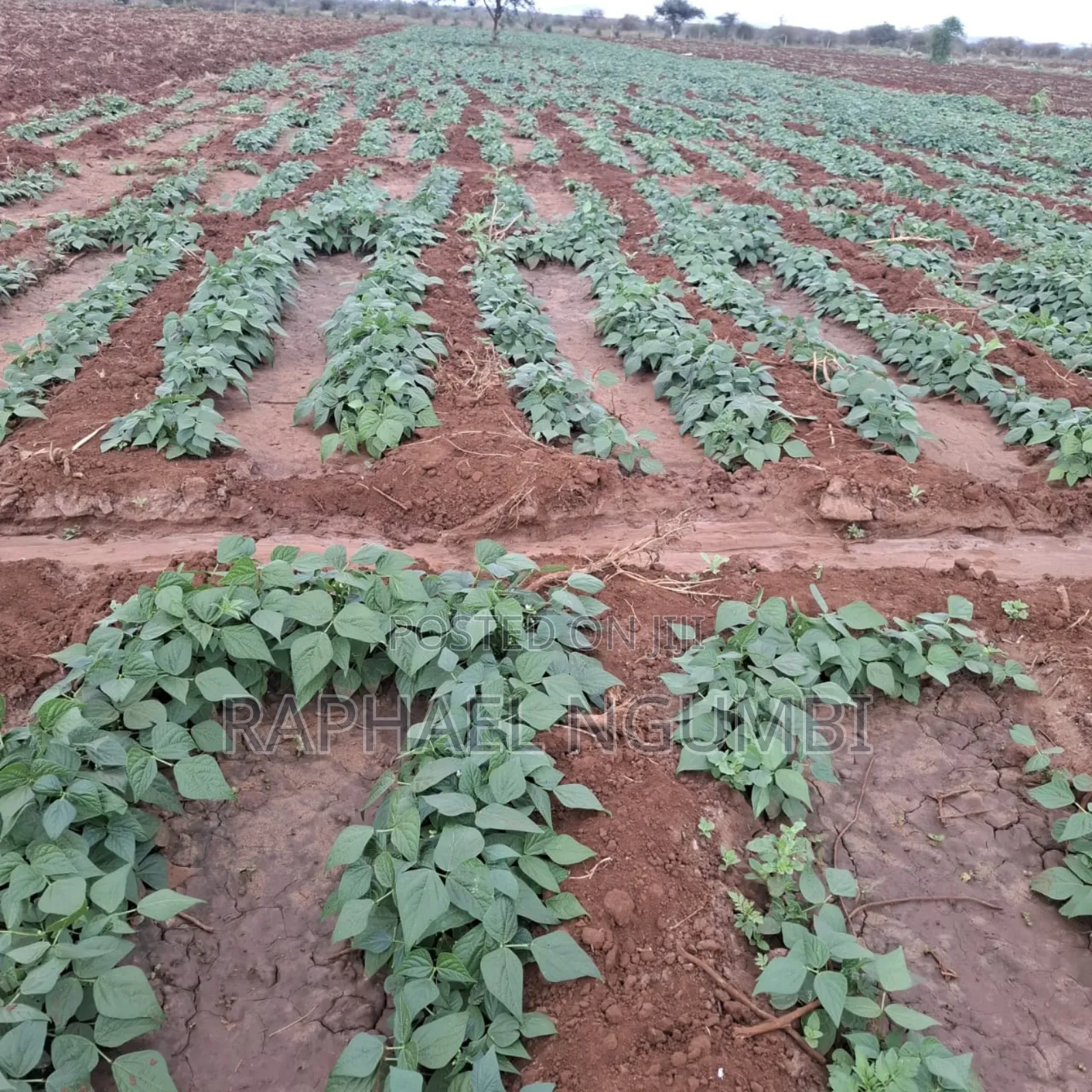 40 Acres at Kiboko - Emali Mombasa Road