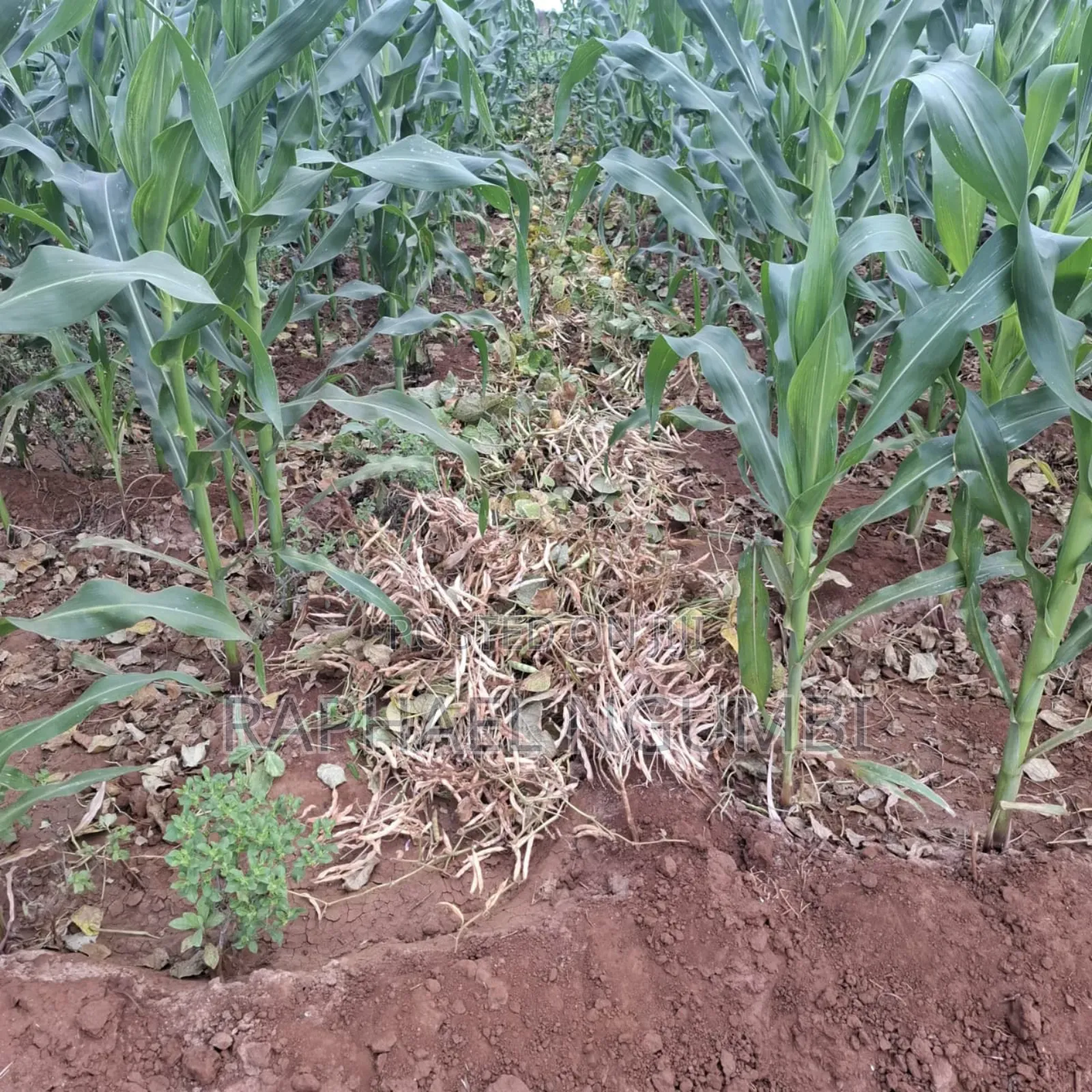 40 Acres at Kiboko - Emali Mombasa Road