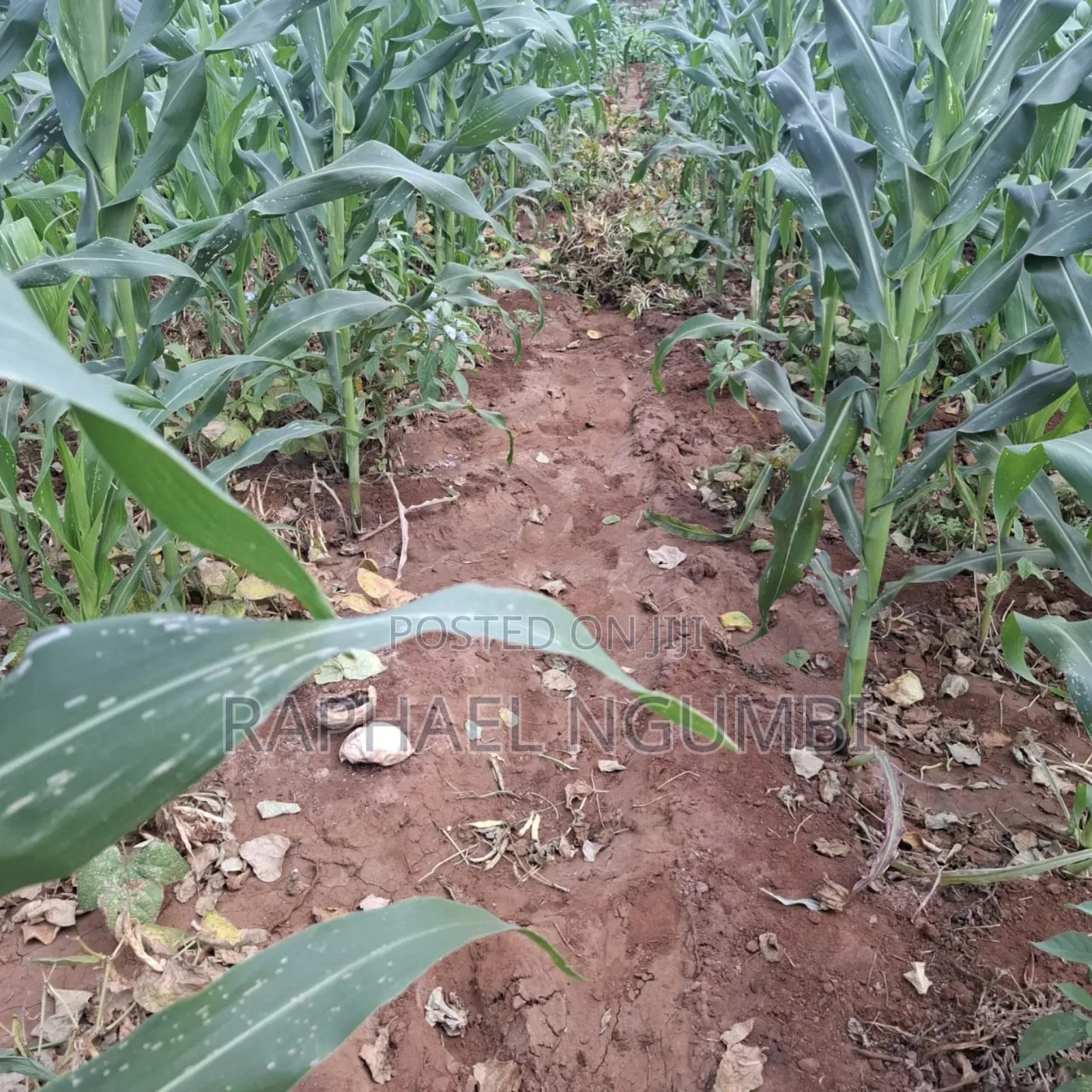 40 Acres at Kiboko - Emali Mombasa Road