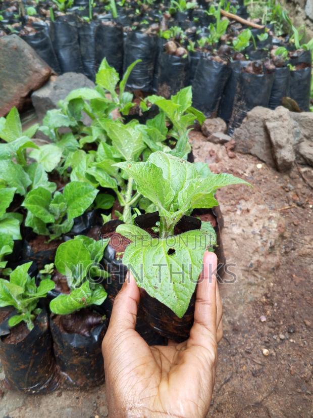 Ground Apples/Yacon - thumbnail 7