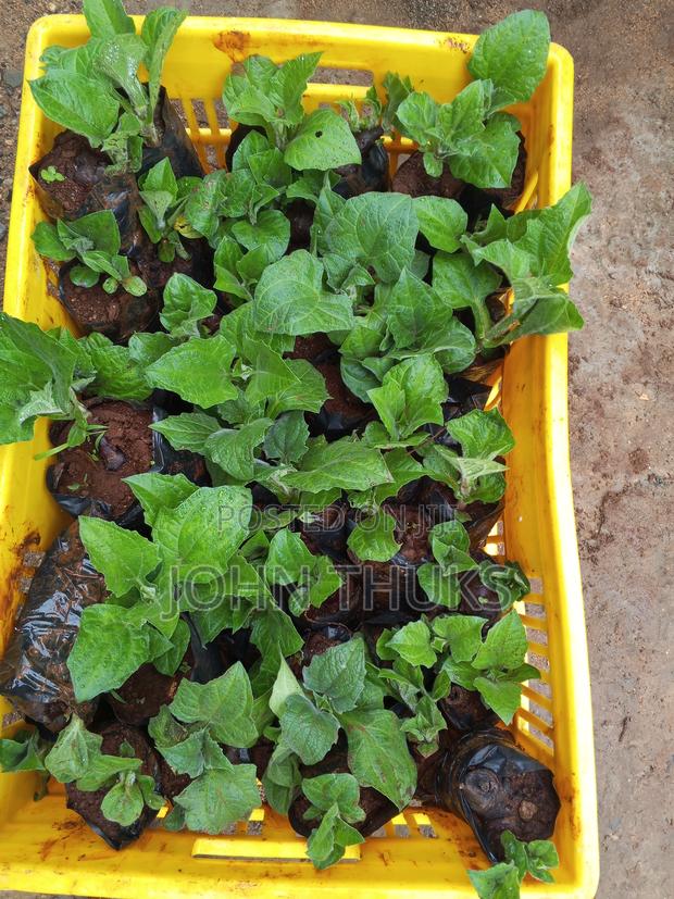 Ground Apples/Yacon - thumbnail 9