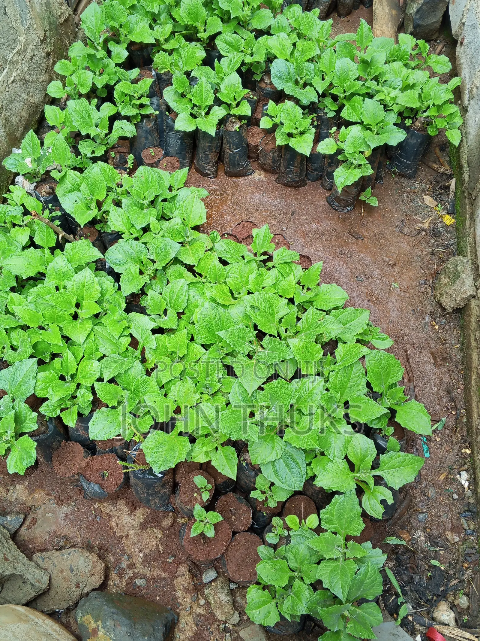 Ground Apples/Yacon