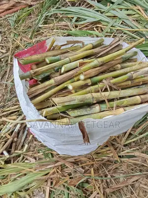 Chinese Magic Grass Juncao Cuttings for Livestock Fodder - 50 Cuttings