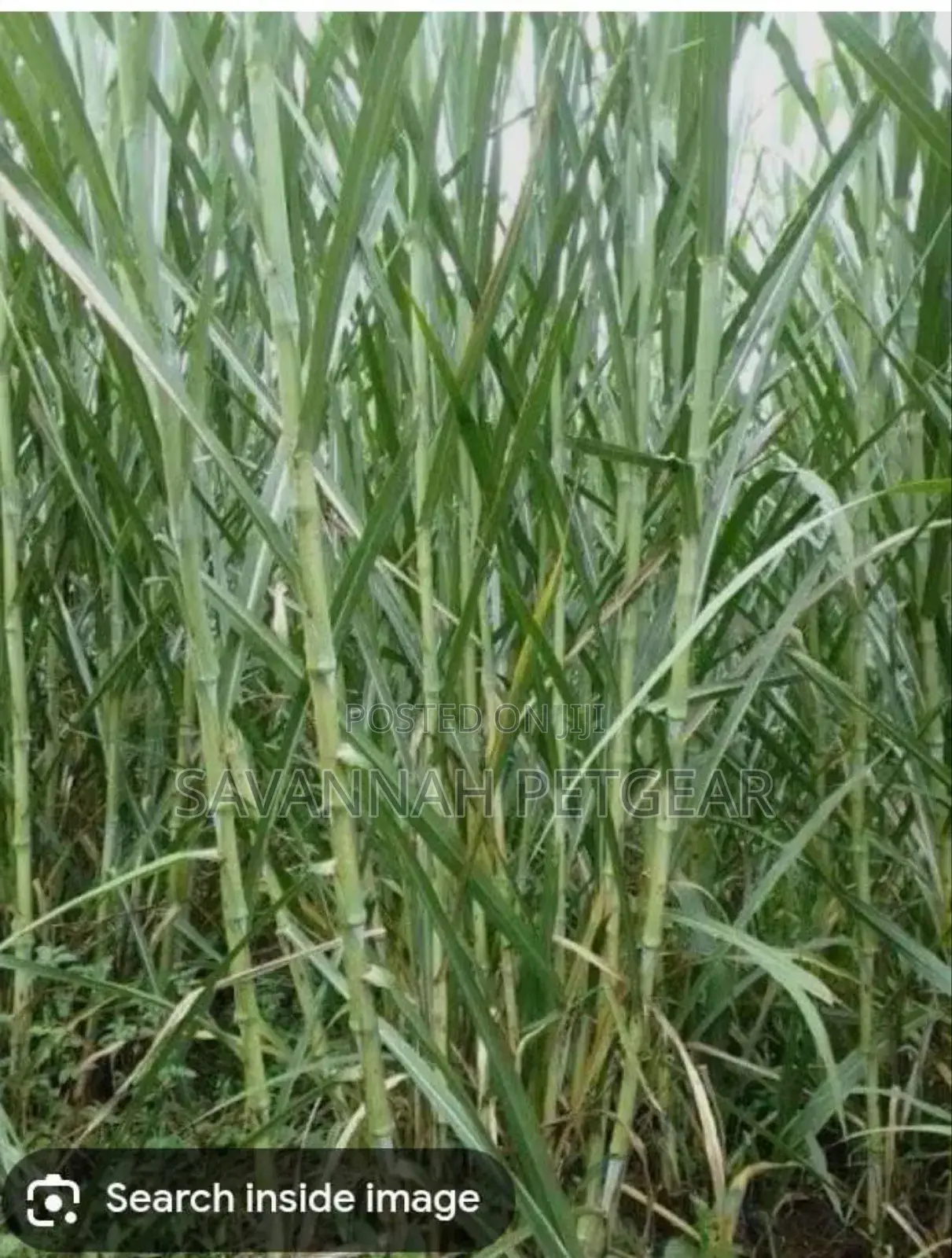 Chinese Magic Grass Juncao Cuttings for Livestock Fodder - 50 Cuttings