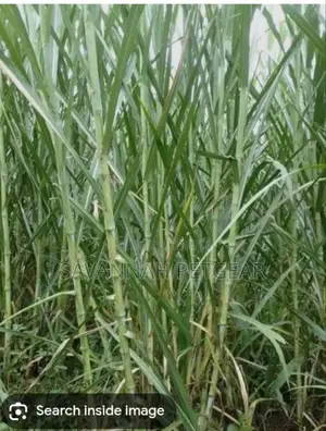 Chinese Magic Grass Juncao Cuttings for Livestock Fodder - 50 Cuttings