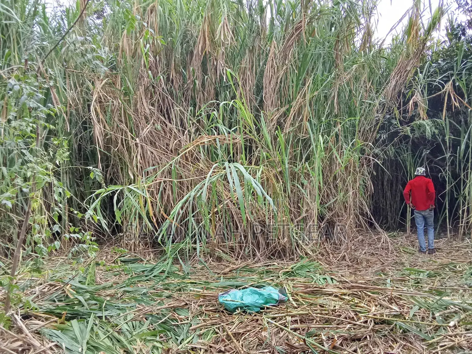 Chinese Magic Grass Juncao Cuttings for Livestock Fodder - 50 Cuttings