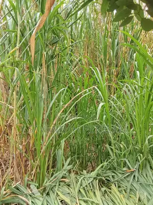 Chinese Magic Grass Juncao Cuttings for Livestock Fodder - 50 Cuttings