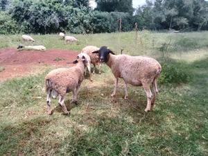 Dorper Sheep on Sale - main view