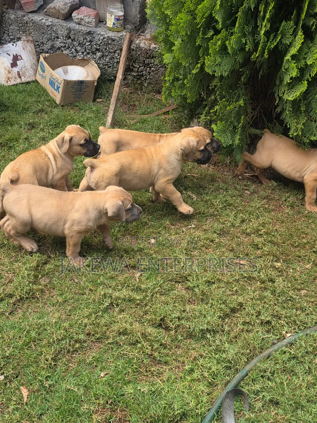 1-3 months Male Purebred Boerboel