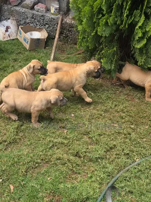 1-3 months Male Purebred Boerboel