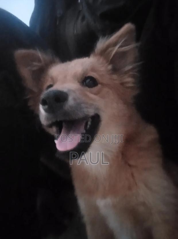 3-6 months Male Mixed Breed Maltese - main view