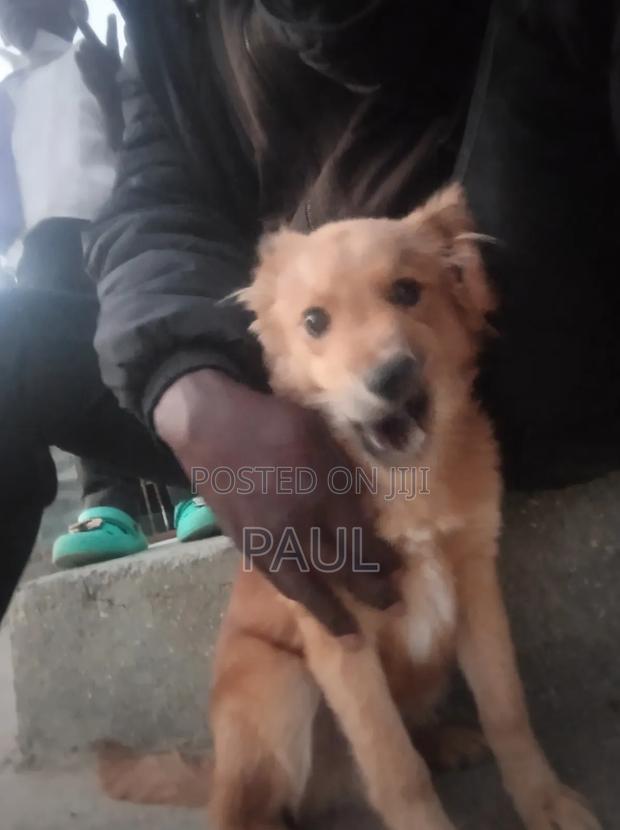 3-6 months Male Mixed Breed Maltese - thumbnail 3