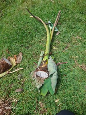 Dasheen Nduma - thumbnail 2