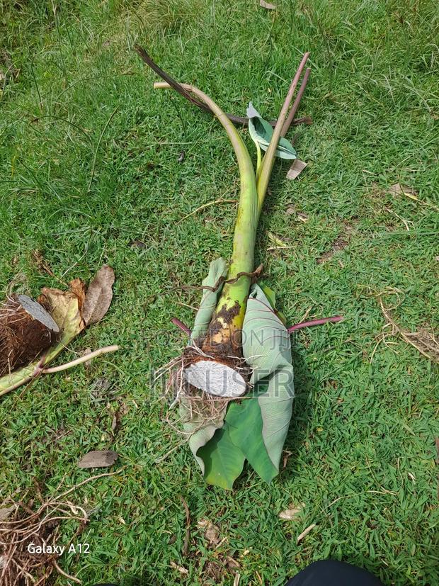 Dasheen Nduma - main view