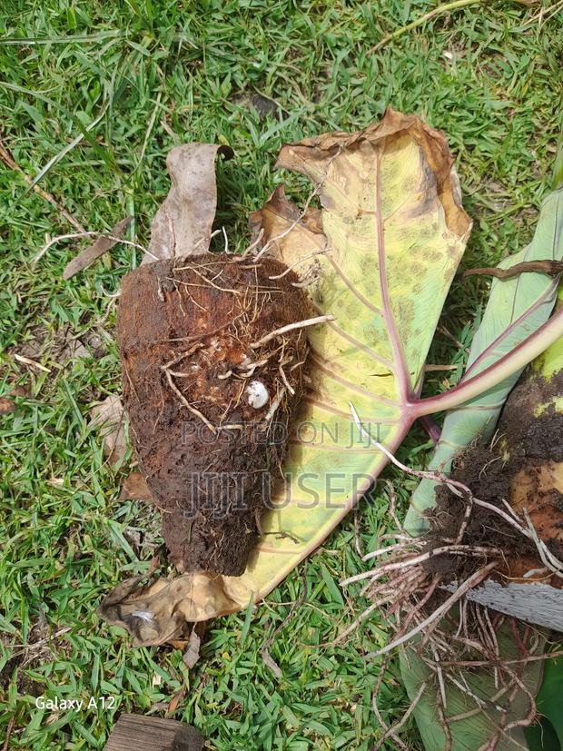 Dasheen Nduma - thumbnail 3