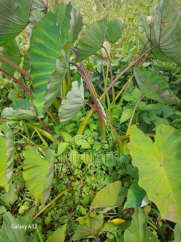 Dasheen Nduma - thumbnail 4