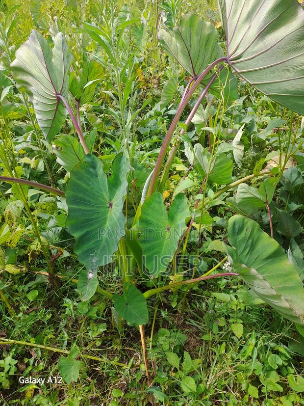 Dasheen Nduma - thumbnail 5