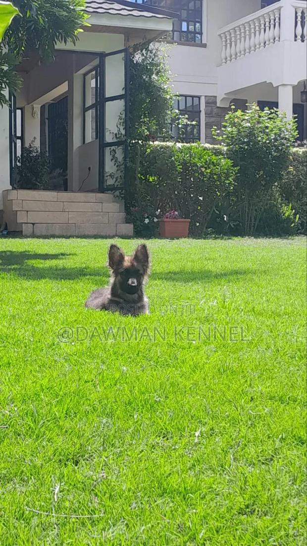 1-3 months Female Purebred German Shepherd - main view