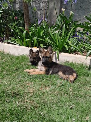 1-3 months Male Purebred German Shepherd - thumbnail 2