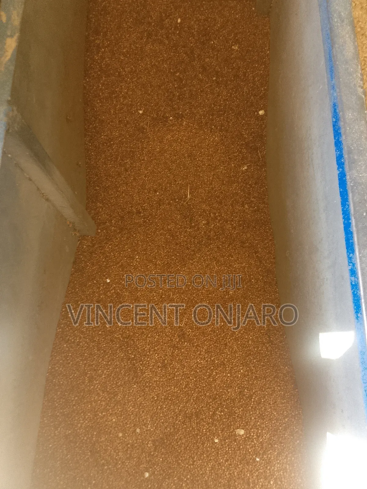 Milet Which Feeds Kienyeji Mash