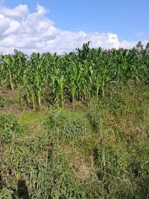 Land for Sale - thumbnail 2