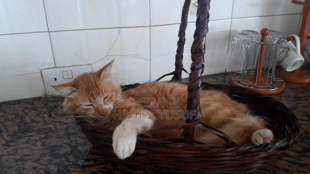 3-6 months Male Purebred American Shorthair