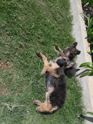 1-3 months Male Purebred German Shepherd - thumbnail 2