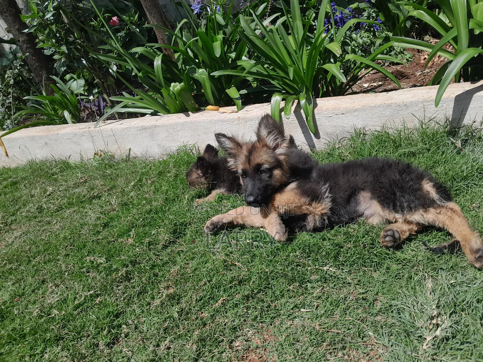 1-3 months Male Purebred German Shepherd