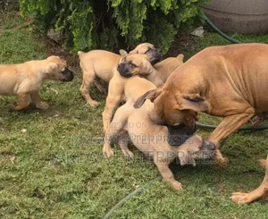1-3 months Female Purebred Boerboel