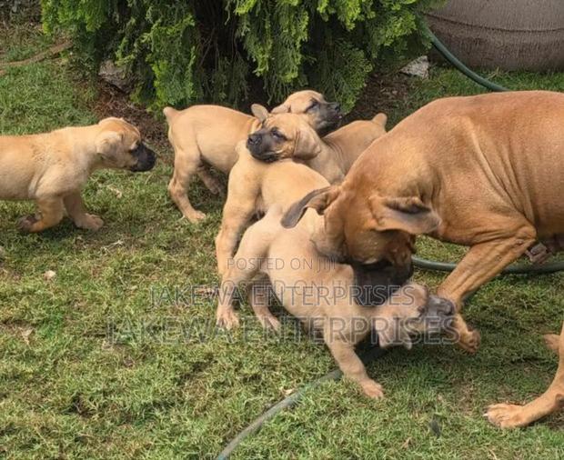 1-3 months Female Purebred Boerboel
