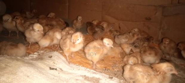Dayold Kienyeji Chicks. Sasso, Rainbow Roosters, Kenbro Kuroilers . - main view