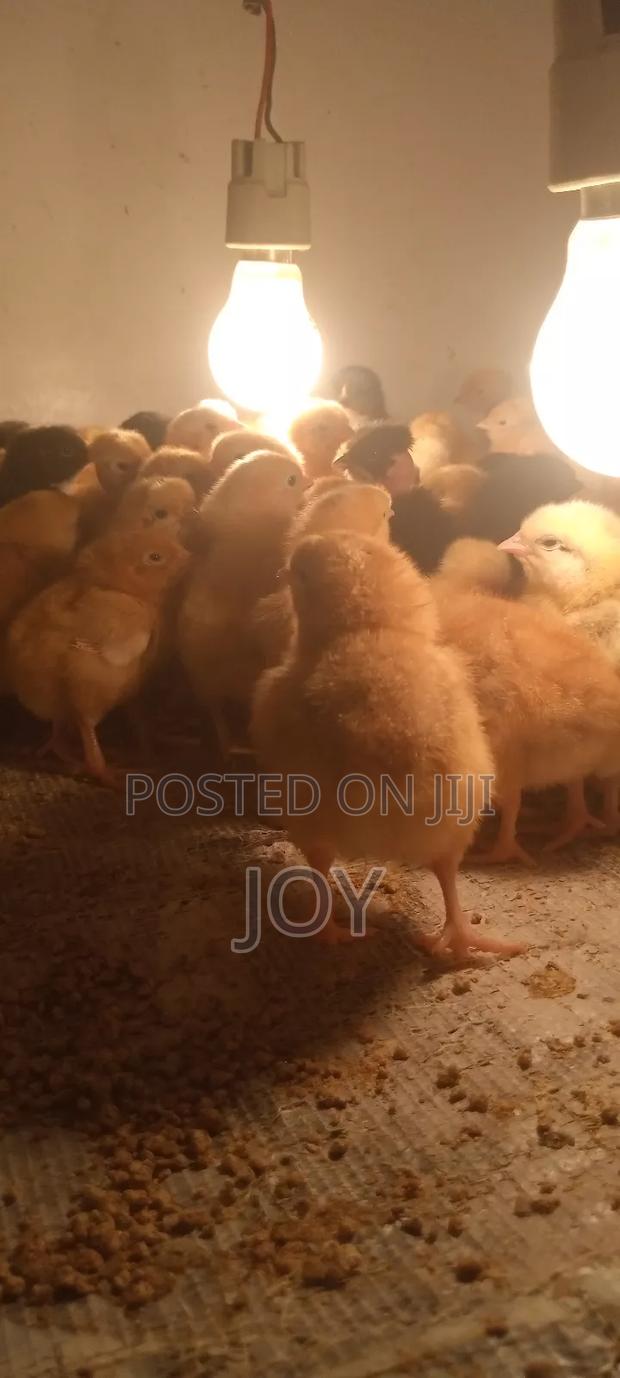 Dayold Kienyeji Chicks. Sasso, Rainbow Roosters, Kenbro Kuroilers . - thumbnail 3