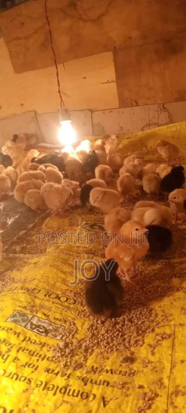 Dayold Kienyeji Chicks. Sasso, Rainbow Roosters, Kenbro Kuroilers . - thumbnail 4