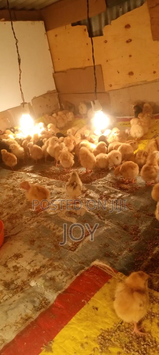 Dayold Kienyeji Chicks. Sasso, Rainbow Roosters, Kenbro Kuroilers . - thumbnail 5