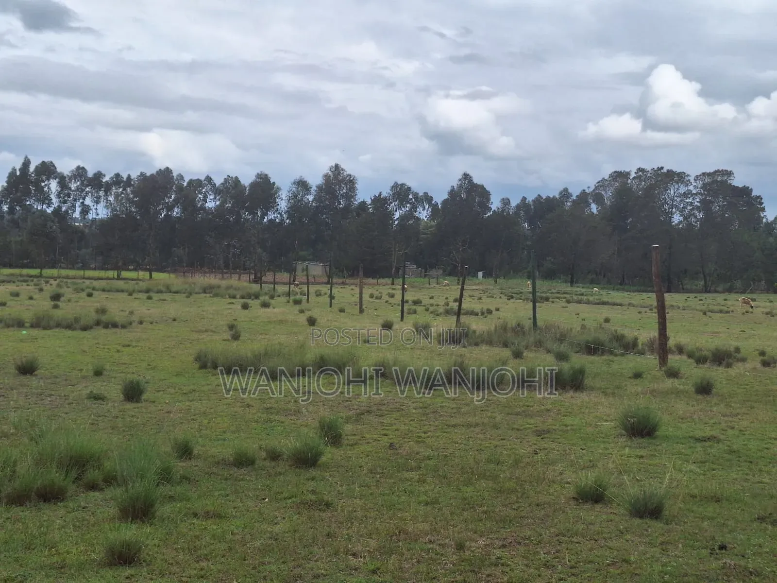 Leshau, Nyahururu Prime Plots
