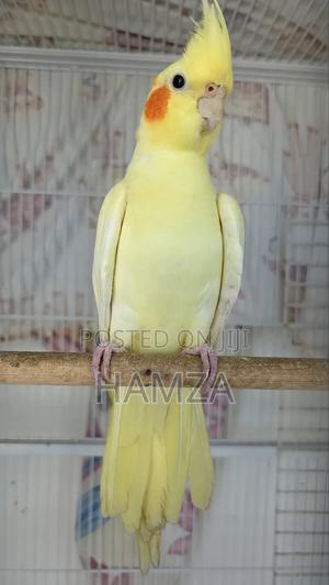 Cockatiel Pair - main view