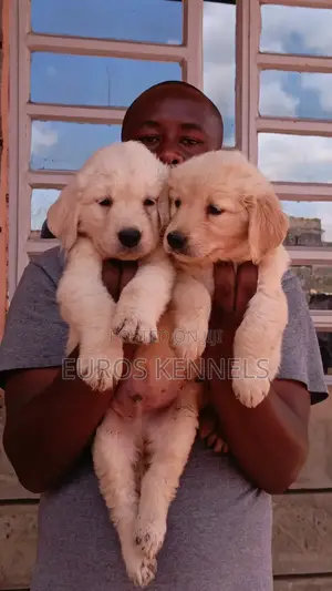 1-3 months Male Purebred Golden Retriever