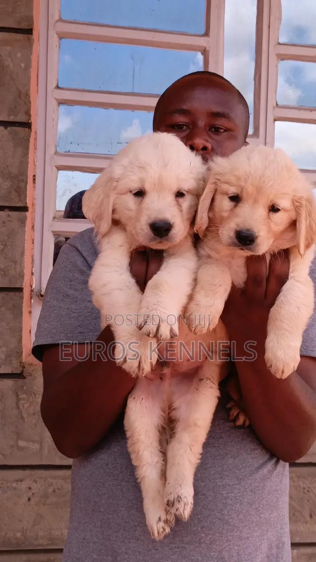 1-3 months Male Purebred Golden Retriever - thumbnail 2