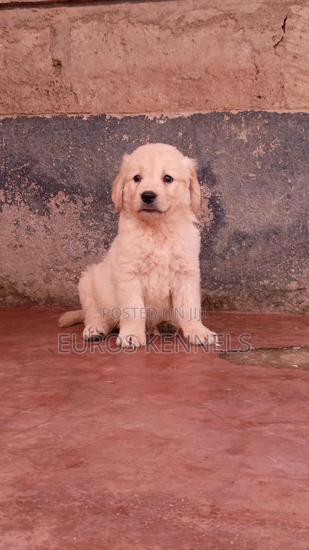 1-3 months Male Purebred Golden Retriever - thumbnail 3
