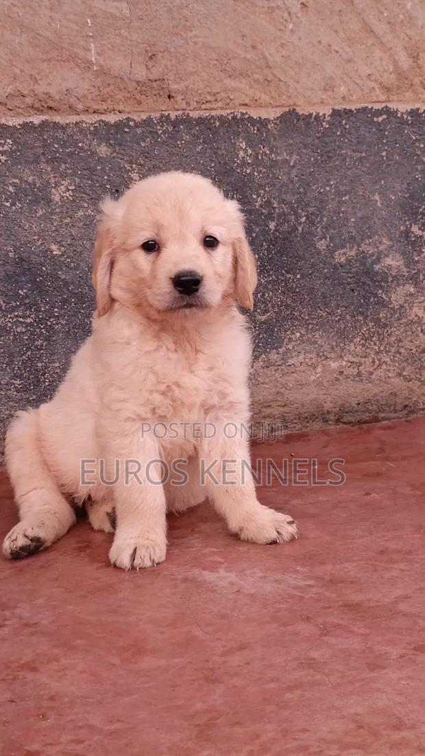 1-3 months Male Purebred Golden Retriever - thumbnail 4