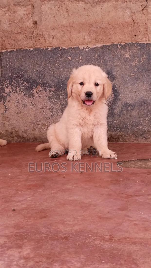 1-3 months Male Purebred Golden Retriever - thumbnail 5