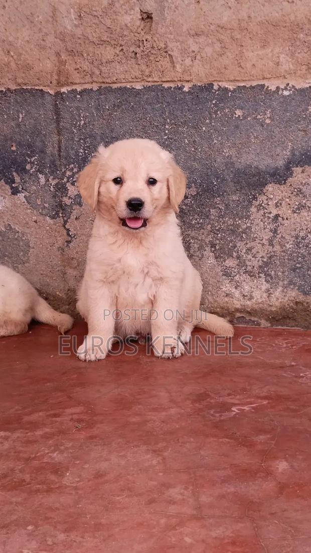 1-3 months Male Purebred Golden Retriever - thumbnail 6