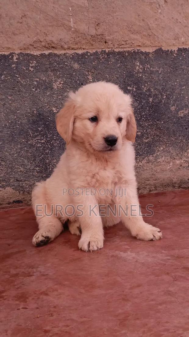 1-3 months Male Purebred Golden Retriever - thumbnail 7